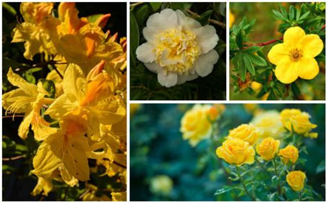 10 Stunning Yellow Flowering Shrubs Garden Lovers Club