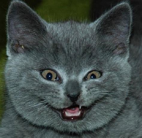 16 hilarious pictures of cats making weird faces we love cat and kittens