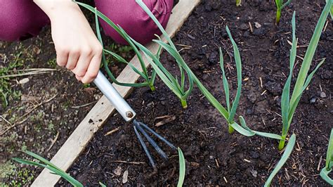 Cómo plantar cebollas paso a paso para cultivar cebollas en casa o en