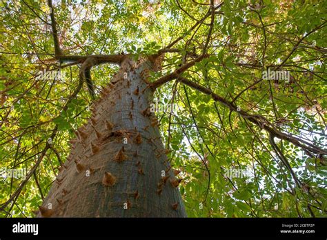 Chorisia Tree Hi Res Stock Photography And Images Alamy