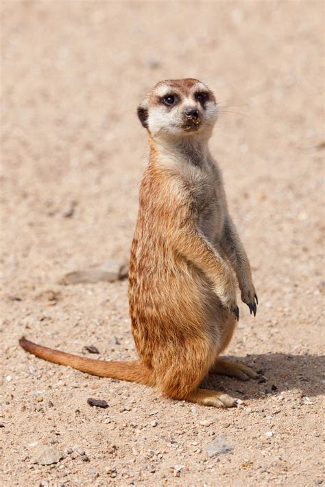 Public Domain Picture Meerkat On Watch Id 13970049612500