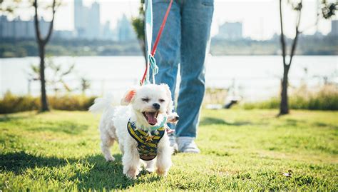 There is sufficient research out there showing the benefits of walking daily. Why and How to Enjoy a Walk Outside with Your Dog