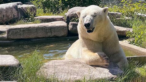 Cochrane Polar Bear Habitat Come Face To Face With The Worlds Largest