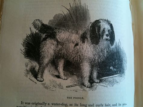 Mans Best Friend A Study On Dogs Breeding And Disease From 1852