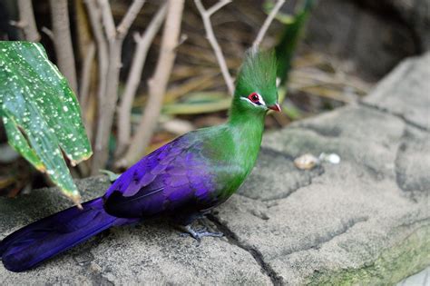 Exotic Green Crested Turaco Bird · Free Photo On Pixabay
