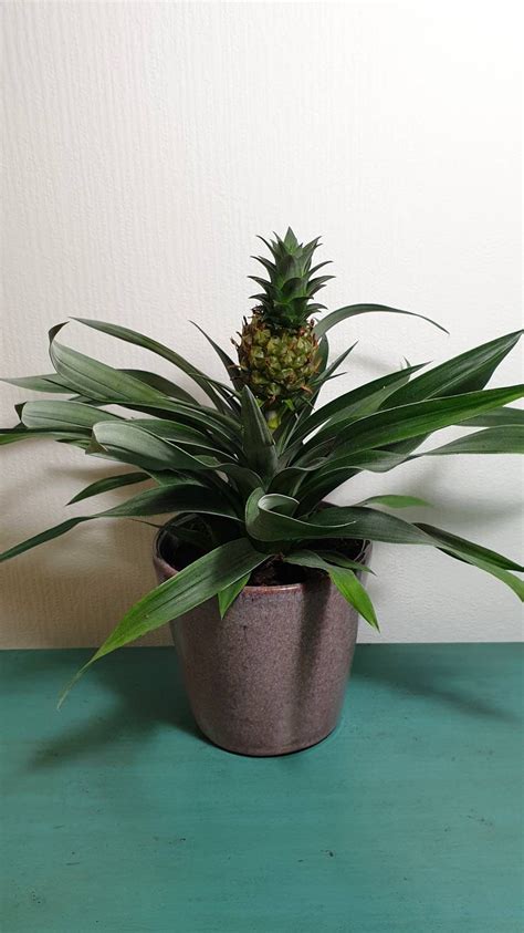 Pygmy Pineapple Amigo Ananas Comosus 30cm Etsy