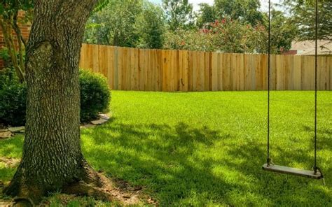 11 Fast Growing Shade Trees Best Shade Trees For Yards