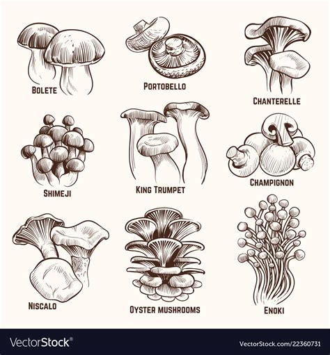 Sketch Mushrooms Autumn Edible Mushroom Healthy Vector Image