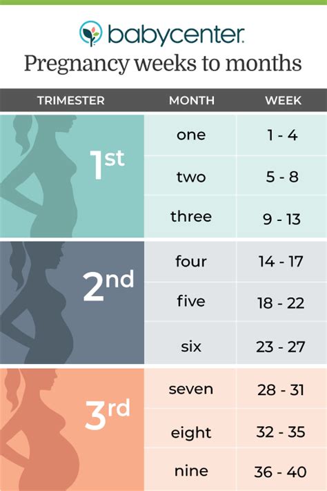 Calculating Your Pregnancy In Weeks Months And Trimesters Babycenter