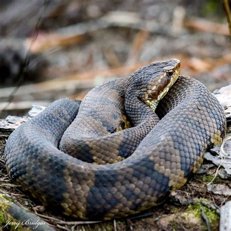 Cottonmouth Water Moccasin Snake Venom Snake Animal Kingdom