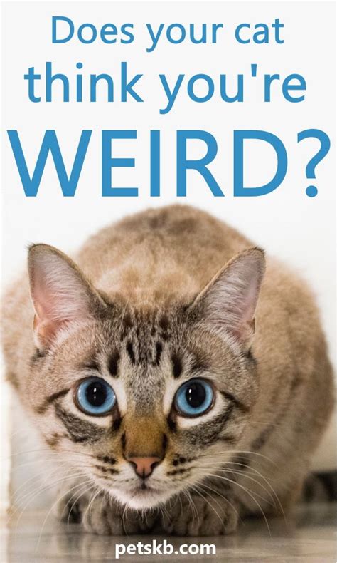 is your cat a witness to weird behavior from you you know the things all cat owners seem to do