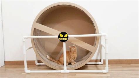 Enter cat exercise wheel into the search bars on their pages to see if there are any active campaigns. 10 Best DIY Cat Wheel Plans in 2020 | Cat house diy, Cat ...