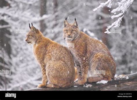 Two Lynx Sitting On Tree In Forest Stock Photo Alamy