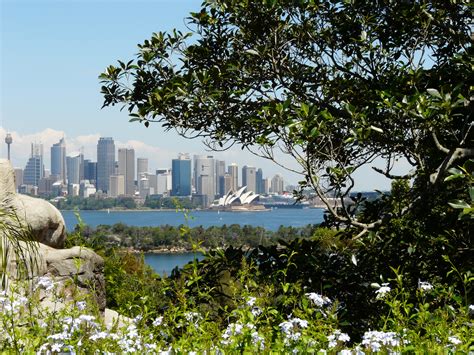 Free Images : tree, flower, sydney, park, garden, flora, australia
