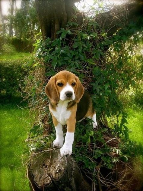 Beautiful Hound Puppies Pictures An Interesting Take On Their World