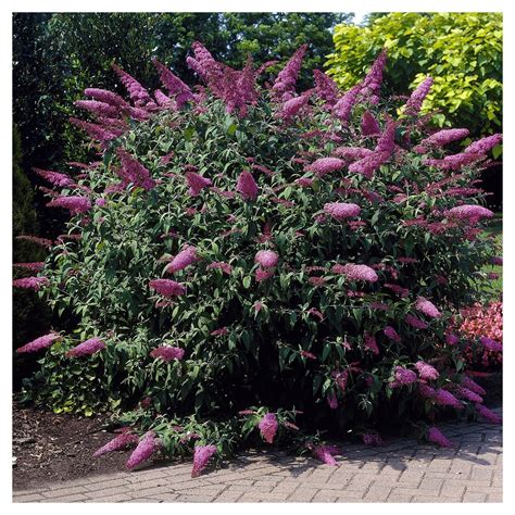 Buddleia Pink Delight 1pc National Plant Network Usda Hardiness