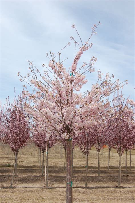 Akebono Flowering Cherry Tree Profile By Kuenzi Turf And Nursery