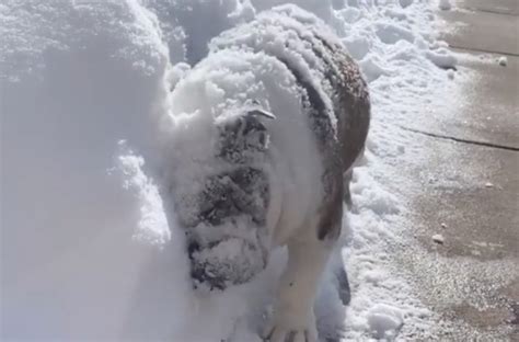 This Hilarious Video Shows A Bulldog Plowing Through The Snow With Her Head