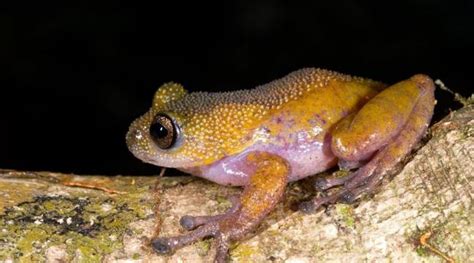 139 New Species Discovered In The Greater Mekong Region Bt