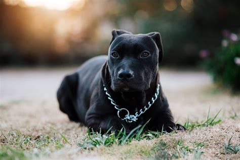 Pit Bull Dog Black Free Photo On Pixabay