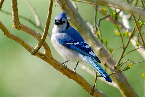 Dalhousie Birding Society Releases Comprehensive List Of Bird Courses