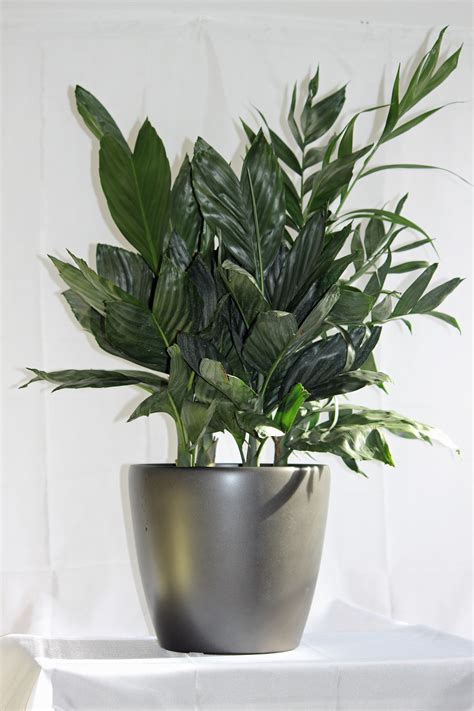 Before you bust out your sewing shears to have at the plant, though, you must understand that leaves are how a plant feeds itself. #metallica #palm #bamboo One palm you don't see often in ...