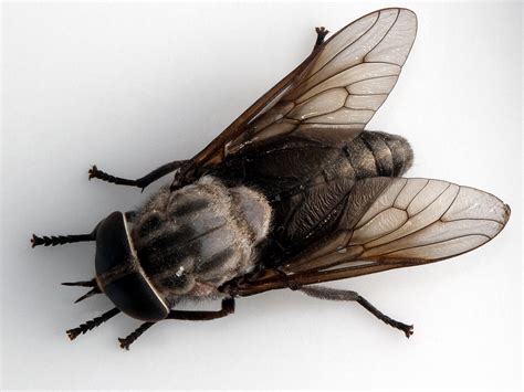 Their metallic or iridescent eyes meet dorsally in the. Flies - Vector Control Services