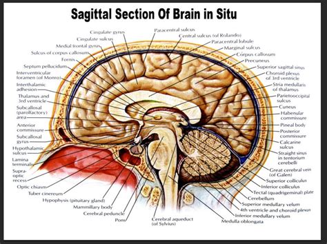 Sagittal Section Of Brain In Situ Poster Trending Anatomy Poster