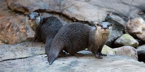Sea otters are well known tool users, yet the cognitive capacities of other otter species have been sparsely studied. Meet our charismatic Asian Small-clawed Otters at Adelaide Zoo