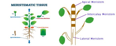 Meristematic Tissue — Lesson Science Cbse Class 9