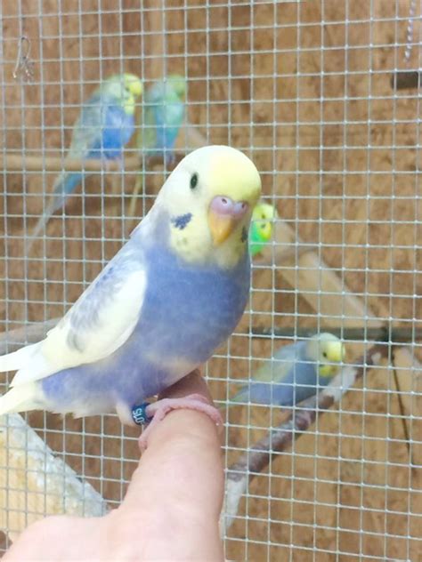 Page contents (click to jump to subject) what colors and mutations do budgie parakeets come in? Found - Parakeet Slimes Drama ;-) | Pet birds, Budgie ...