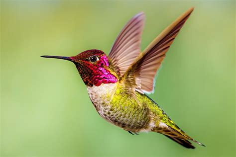 Annas Hummingbird Bird Species Characteristics