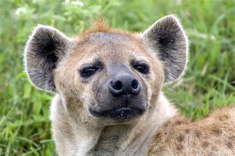 Hyenas 12 Surprising Things You Didnt Know Rhishja