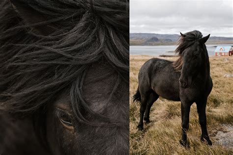 8 Horse Photography Tips For Impactful And Creative Photos
