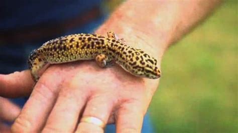 Do Leopard Geckos Make Good Pets Howcast