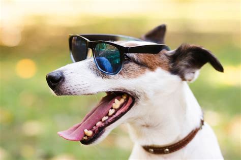 Cute Dog Wearing Sunglasses Photo Free Download