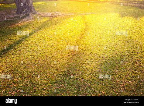 Warm Orage Color Sunset With Cast Shadow On Grassy Field With Orange