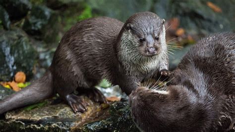 Otters Had Wolf Sized Ancestors With Powerful Teeth Scientists Reveal