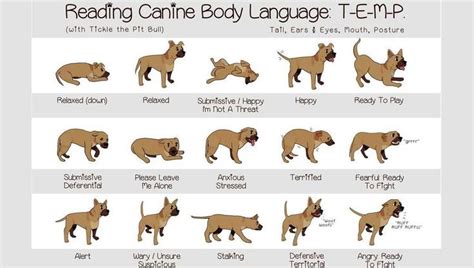 Understanding The Language Of Dogs How Do They Talk To Us — Going