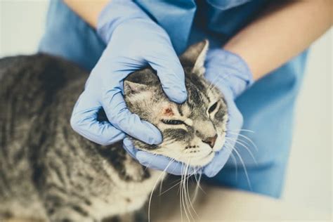 Eosinophilic Granuloma Complex In Cats Symptoms Causes And Treatments