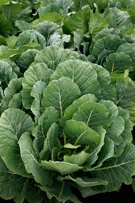 We did not find results for: Top Bunch 2.0 Collard Greens (Not Treated) | Seedway
