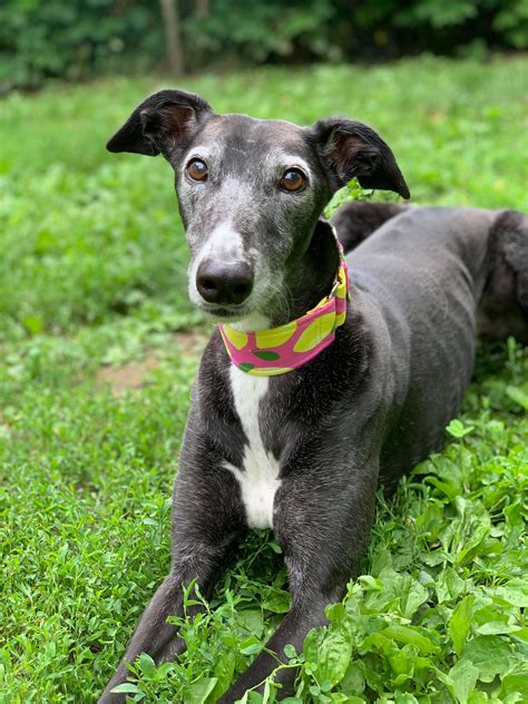 Making a colorful impact on pets lives. Pink Lemons Martingale Greyhound Dog Collar | Martingale ...