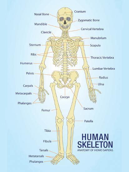 human skeleton anatomy anatomical chart poster print posters