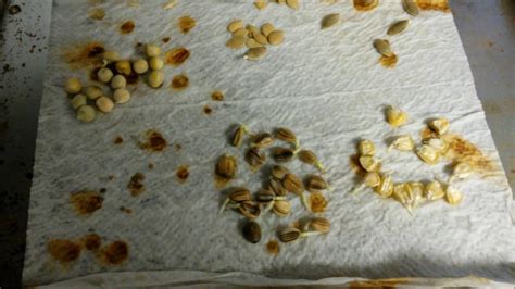 You can sort mature seeds, loosen the hard protective layer through various methods, try out new chemical germination boosters. Germinating Decade Old Seeds - YouTube