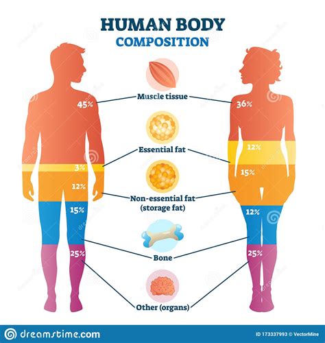 Composizione Del Corpo Umano Infografica Diagramma Illustrativo