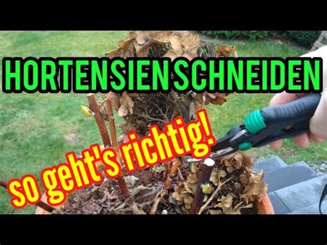Hast du deinen amerikanischen schneeball in einem kübel eingepflanzt, solltest du ihn regelmäßig schneiden. Hortensien schneiden im Frühjahr Bauern- Garten- Rispen ...