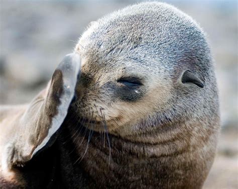 australian fur seal being a little shy 30 000 australian fur seals live just off the nobbies