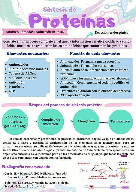 Biología Síntesis De Proteínas Apunte Madelin Herrera Udocz