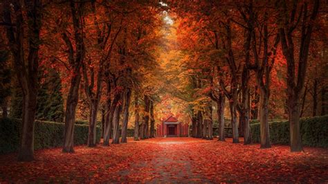 Pathway With Red Tree Leaves Between Red Leafed Trees At Daytime