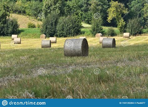 Mowed Grass Drying In The Meadow And Haystacks After Harvest Stock